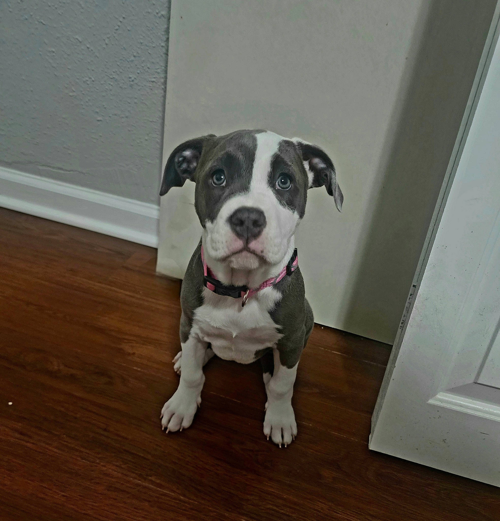 Lady joined the competition — help win amazing prizes! carnivore, collar, companion_dog, dog, dog_breed, dog_collar, dog_supply, floor, flooring, hardwood, laminate_flooring, molosser, pet_supply, sporting_group, tail, varnish, wood, wood_flooring, wood_stain, working_animal