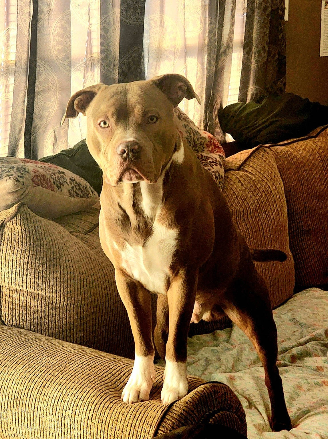 Zeus joined the competition — help win amazing prizes! canidae, carnivore, comfort, companion_dog, couch, curtain, dog, dog_breed, fawn, flooring, hardwood, liver, pet_supply, snout, sporting_group, terrestrial_animal, toy_dog, whiskers, wood, working_animal