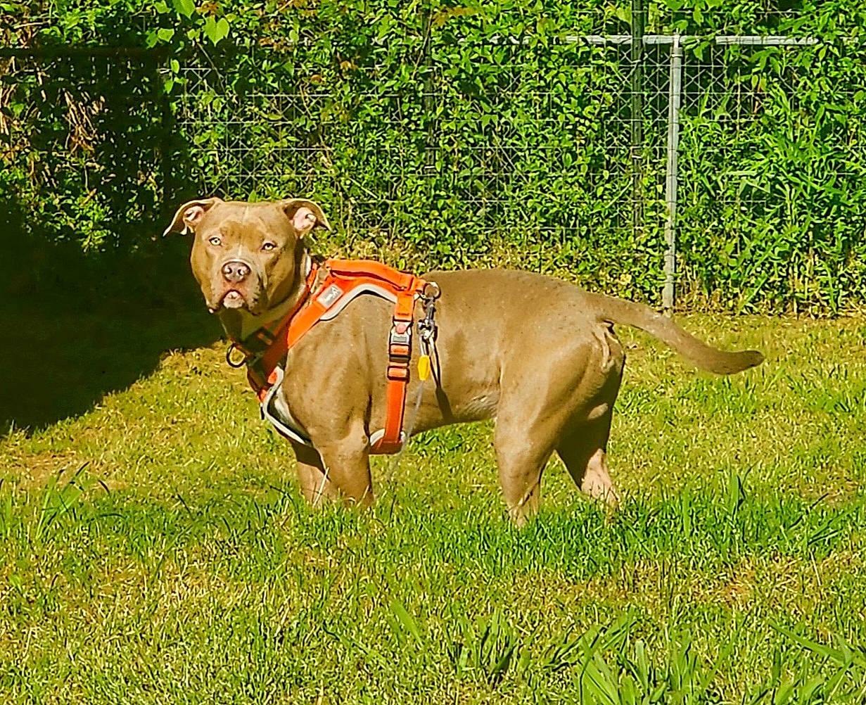 Zeus joined the competition — help win amazing prizes! canidae, carnivore, collar, companion_dog, dog, dog_breed, dog_collar, dog_supply, fawn, fence, grass, grassland, leash, pet_supply, plant, sporting_group, tail, terrestrial_animal, working_animal, working_dog