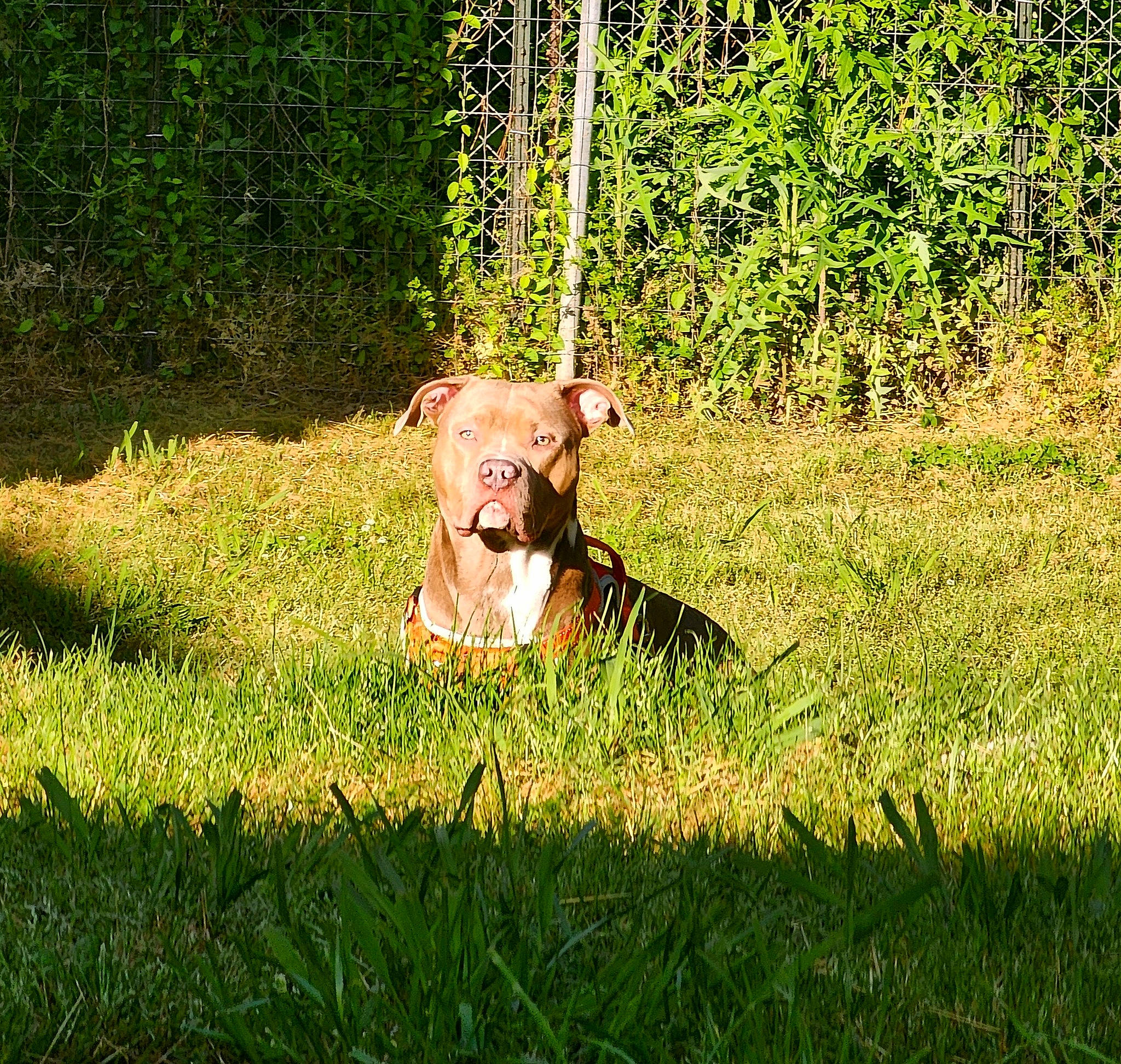 Zeus is registered to the contest to win money with this photo: carnivore, companion_dog, dog, dog_breed, fawn, field, grass, grass_family, grassland, happy, landscape, lawn, meadow, pasture, people_in_nature, plant, prairie, sporting_group, tail, working_animal