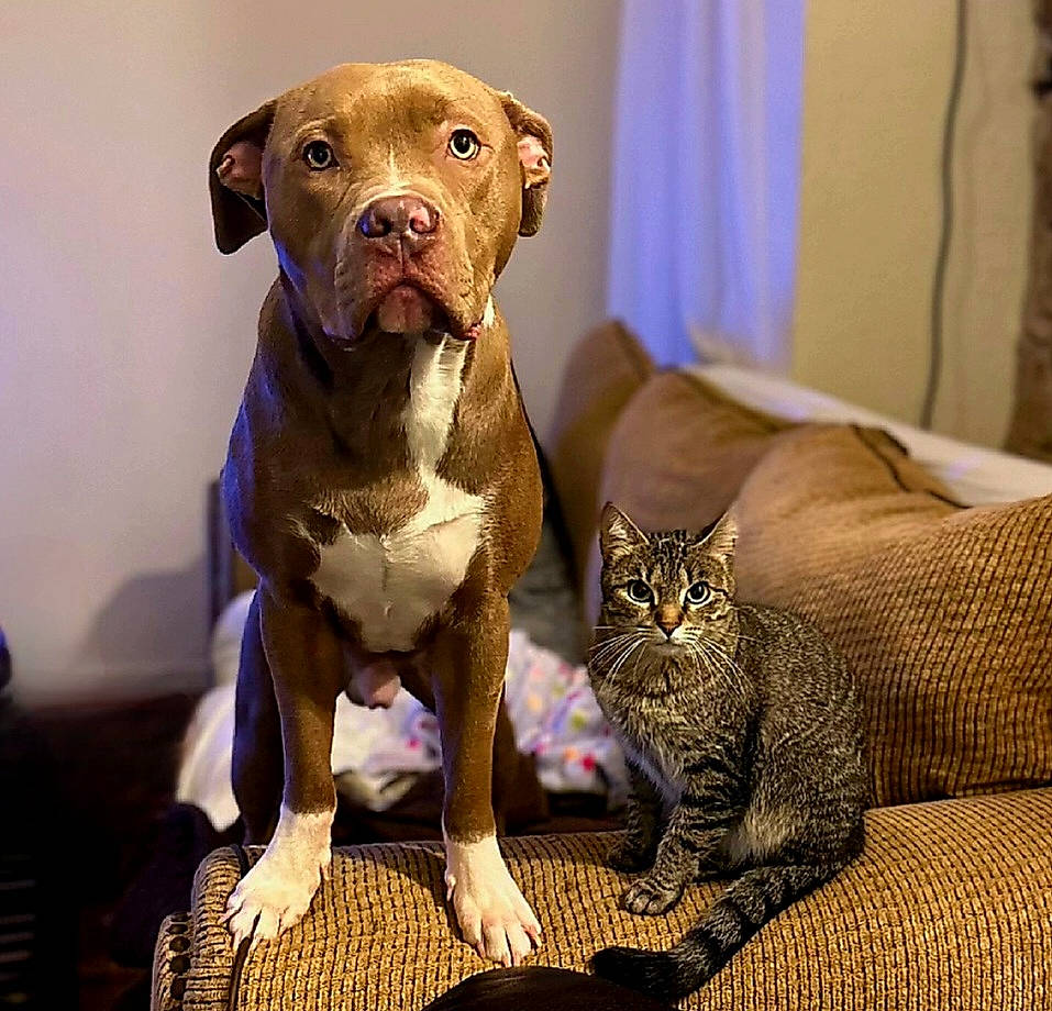 Zeus is registered to the contest to win money with this photo: artifact, carnivore, cat, comfort, companion_dog, curtain, dog, dog_breed, domestic_short_haired_cat, felidae, fur, liver, pet_supply, small_to_medium_sized_cats, tail, terrestrial_animal, toy, whiskers, working_animal, wrinkle