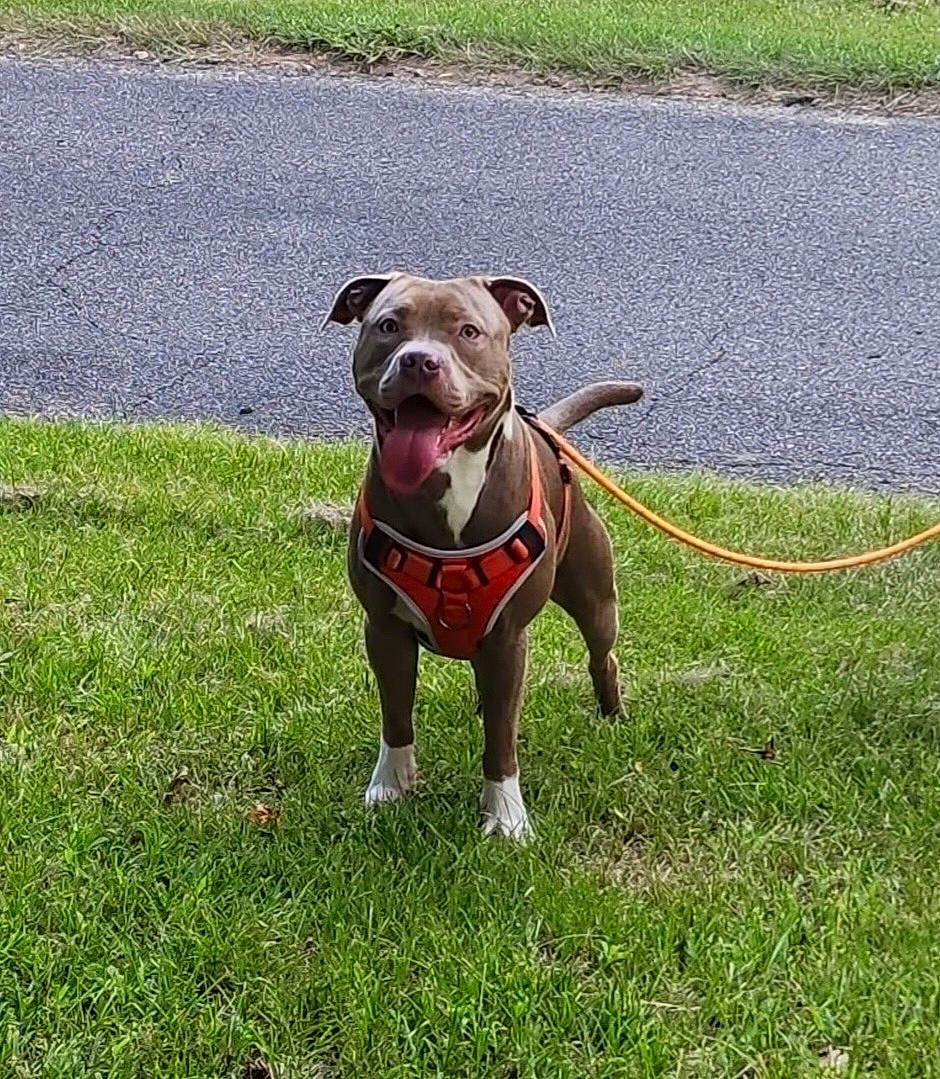 Zeus is registered to the contest to win money with this photo: canidae, carnivore, collar, companion_dog, dog, dog_breed, dog_clothes, dog_collar, dog_supply, dog_walking, fashion_accessory, fawn, grass, leash, pet_supply, plant, snout, sporting_group, tail, working_animal