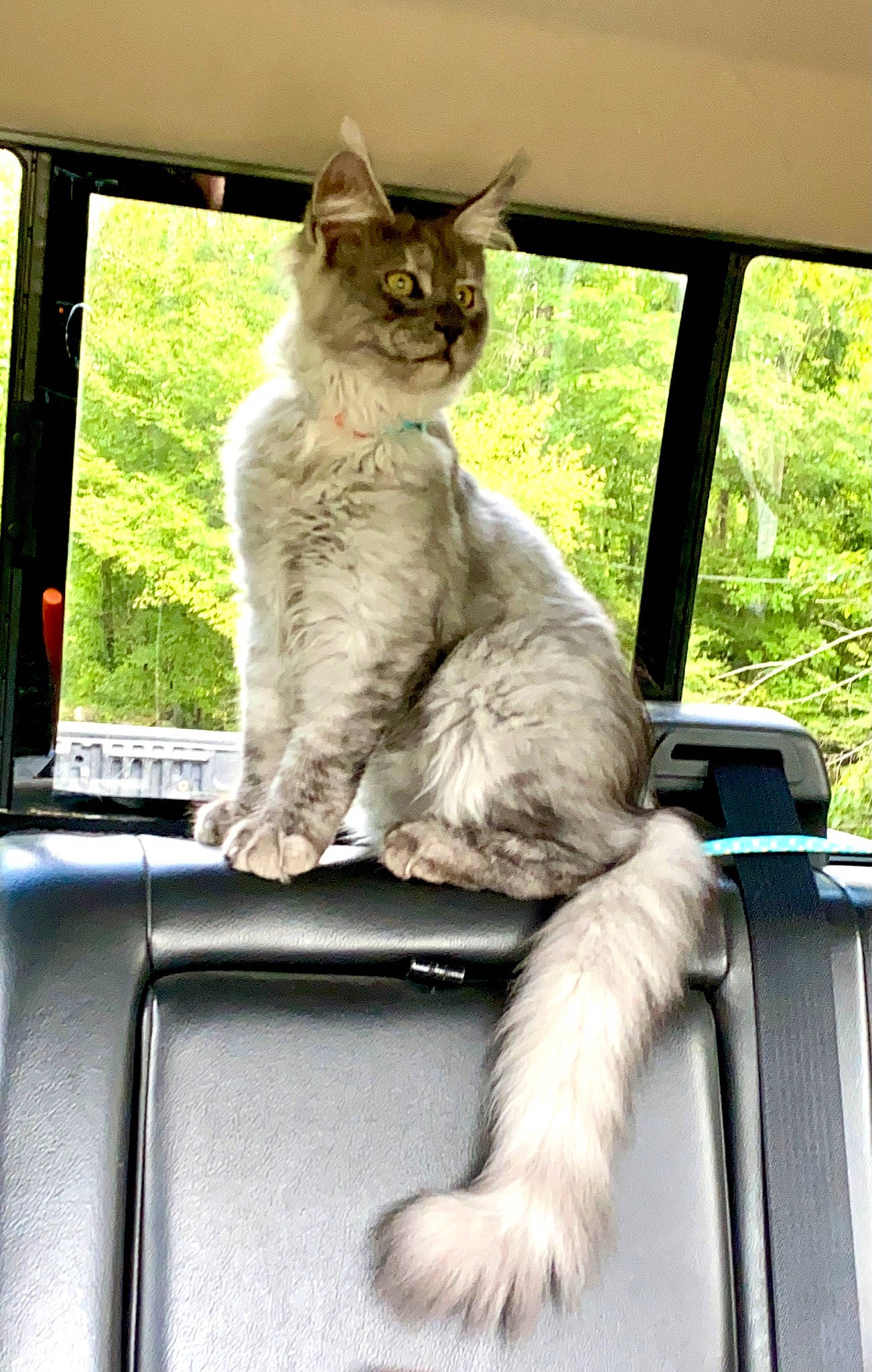 Aachen joined the competition — help win amazing prizes! carnivore, cat, claw, comfort, domestic_short_haired_cat, door, fawn, felidae, fur, glass, paw, shade, sitting, small_to_medium_sized_cats, snout, tail, tree, whiskers, window, windshield