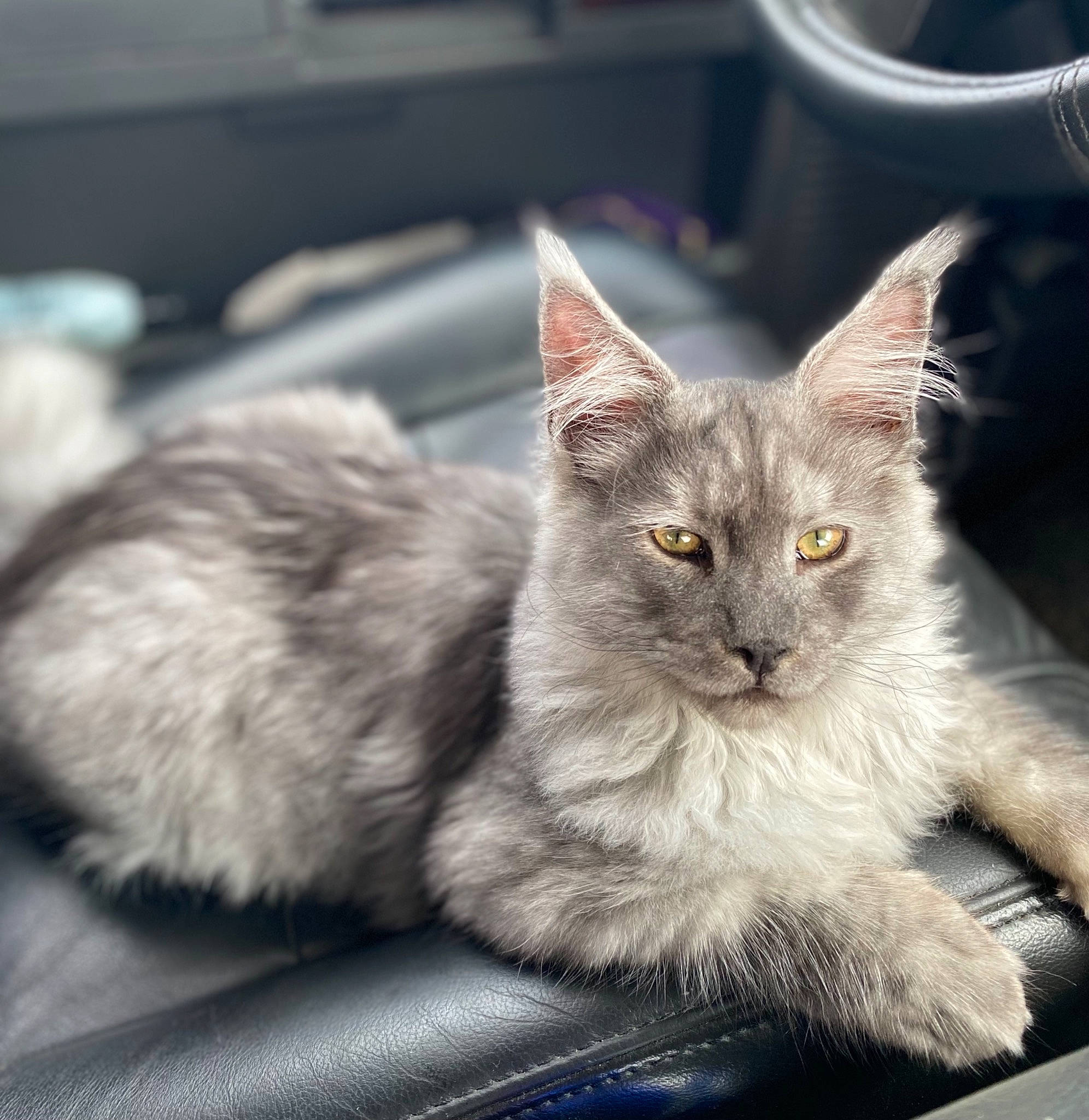 Aachen joined the competition — help win amazing prizes! box, carnivore, cat, cat_furniture, cat_supply, chartreux, claw, domestic_short_haired_cat, eye, felidae, fur, grey, paw, sitting, small_to_medium_sized_cats, snout, tail, whiskers, wildlife, window