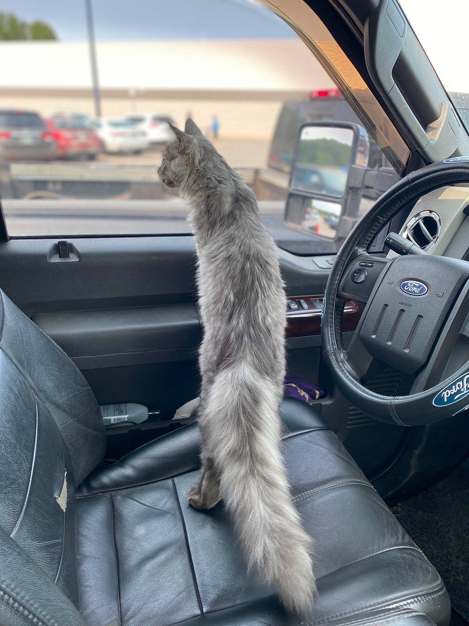 Aachen joined the competition — help win amazing prizes! auto_part, automotive_design, automotive_exterior, automotive_mirror, automotive_side_view_mirror, automotive_window_part, car, carnivore, cat, felidae, fender, glass, hood, motor_vehicle, personal_luxury_car, steering_wheel, vehicle, vehicle_door, window, windshield