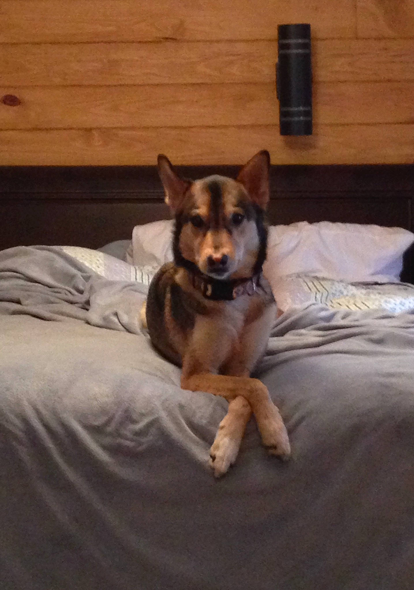 Conley joined the competition — help win amazing prizes! bed, bedding, bedroom, carnivore, comfort, companion_dog, dog, dog_breed, dog_supply, fawn, felidae, flooring, hardwood, linens, paw, room, small_to_medium_sized_cats, whiskers, wood, working_animal