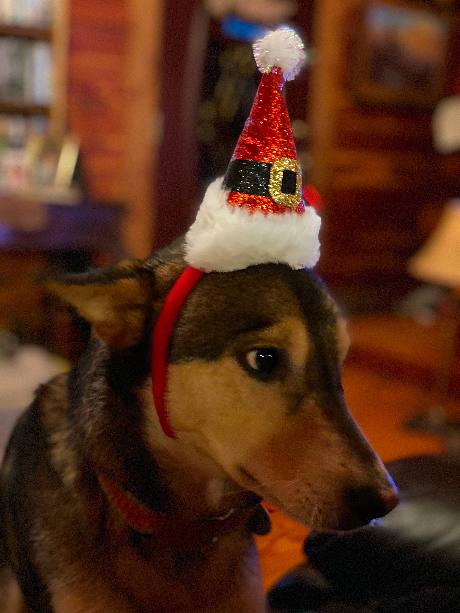 Conley is registered to the contest to win money with this photo: canidae, cap, carnivore, christmas_ornament, collar, companion_dog, cone, costume_hat, dog, dog_breed, dog_supply, event, fawn, hat, party_hat, party_supply, recreation, snout, sporting_group, winter