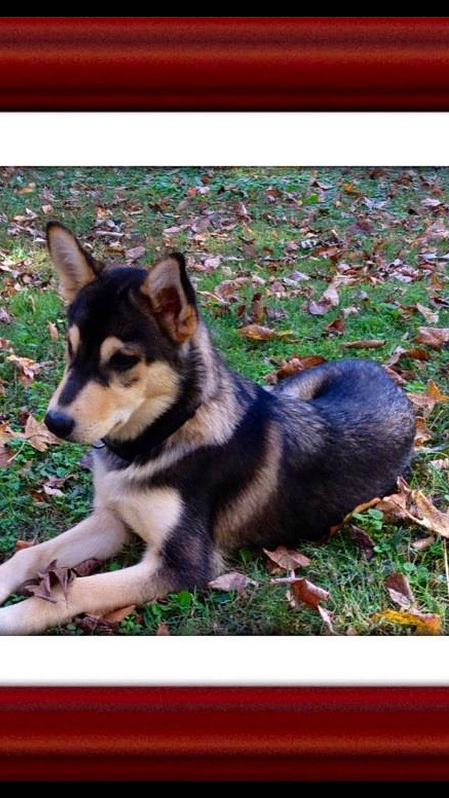 Conley joined the competition — help win amazing prizes! ancient_dog_breeds, canidae, canis, carnivore, companion_dog, dog, dog_breed, dog_supply, fawn, fur, grass, puppy, rectangle, sled_dog, snout, sporting_group, terrestrial_animal, working_dog