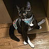 cat, tuxedo_cat, pet, animal, black_and_white, feline, kitten, sitting, cardboard_box, indoor, wooden_floor, collar, pet_tag, clothing, white_paws, whiskers, large_eyes, portrait, cute, playful