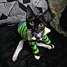 cat, kitten, black_and_white, green_outfit, striped_clothing, costume, collar, bell, whiskers, yellow_eyes, wide_eyed, sitting, pet, indoor, couch, blanket, portrait, cute, animal, photography