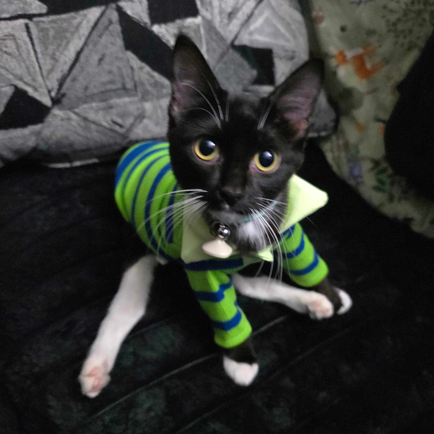 Finn is registered to the contest to win money with this photo: cat, kitten, black_and_white, green_outfit, striped_clothing, costume, collar, bell, whiskers, yellow_eyes, wide_eyed, sitting, pet, indoor, couch, blanket, portrait, cute, animal, photography