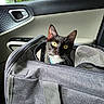 Finn joined the competition — help win amazing prizes! cat, black_and_white, pet, animal, face, eyes, whiskers, ears, tuxedo_cat, travel_bag, carrier, car, car_interior, vehicle, indoors, outdoor, greenery, portrait, looking_at_camera, cute