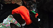 Finn is registered to the contest to win money with this photo: cat, tuxedo_cat, black_and_white, heterochromia, pet, animal, kitten, sitting, lying_down, floral_clothing, plush_toy, red_toy, green_fabric, white_paws, long_whiskers, pointed_ears, indoor, couch, cozy, portrait