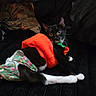 cat, tuxedo_cat, black_and_white, heterochromia, pet, animal, kitten, sitting, lying_down, floral_clothing, plush_toy, red_toy, green_fabric, white_paws, long_whiskers, pointed_ears, indoor, couch, cozy, portrait