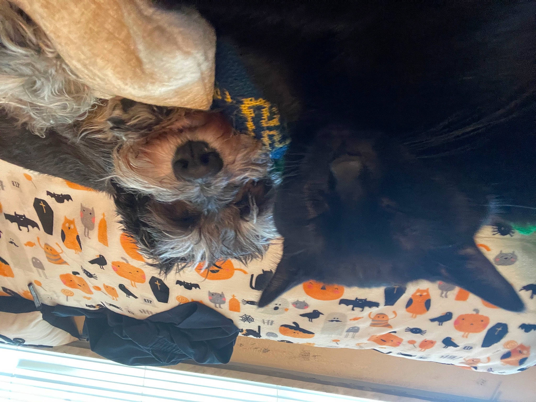 Lady is registered to the contest to win money with this photo: automotive_exterior, canidae, carnivore, companion_dog, dog, dog_breed, fawn, fur, mammal, paint, pattern, recreation, sporting_group, tail, tints_and_shades, vehicle_door, vertebrate, visual_arts, windshield, wood