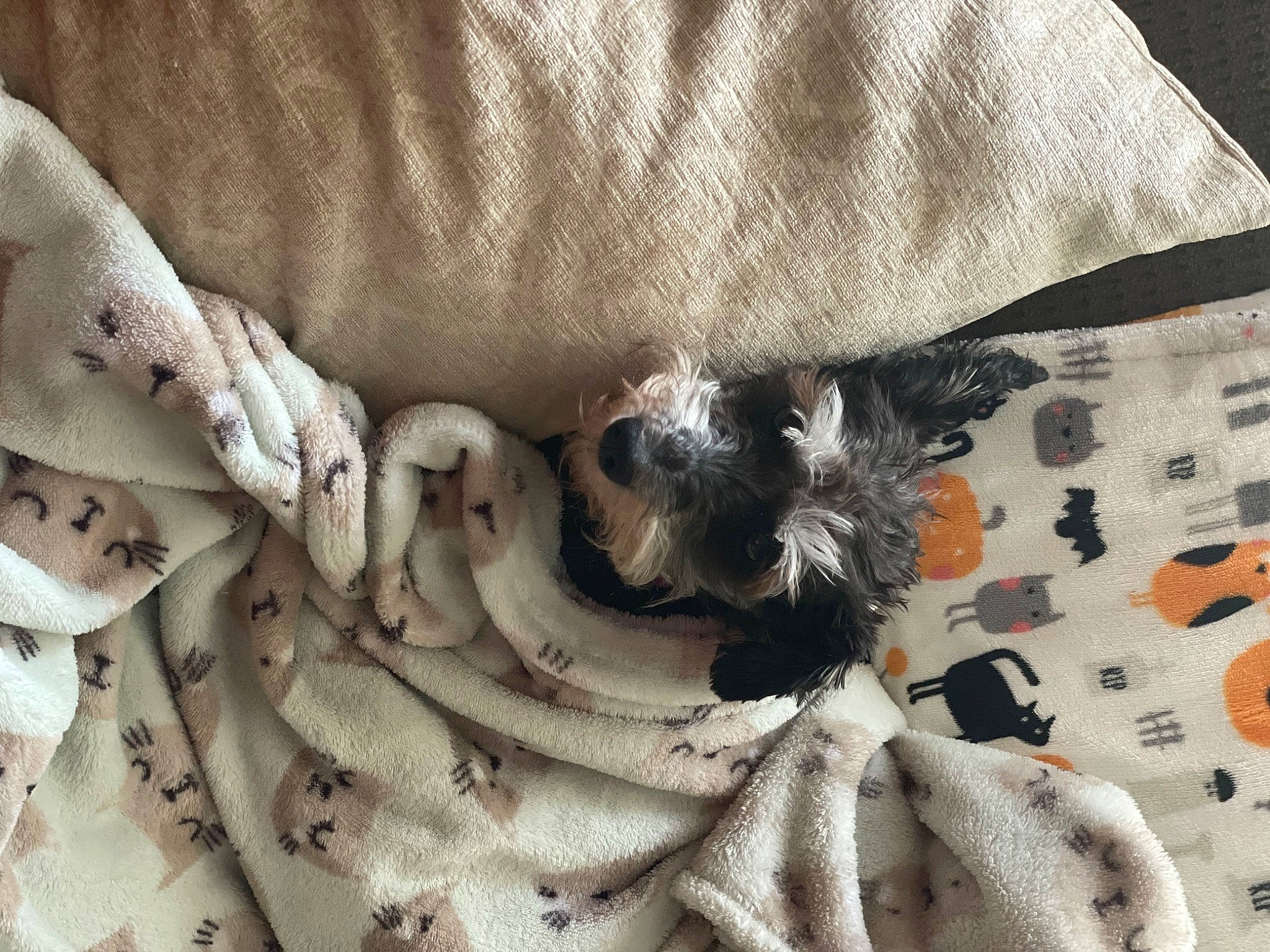 Lady is registered to the contest to win money with this photo: baby_toddler_clothing, bed_sheet, bedding, beige, comfort, day_dress, fashion_accessory, fashion_design, feather, fur, grey, linens, pattern, peach, ruffle, sleeve, wood