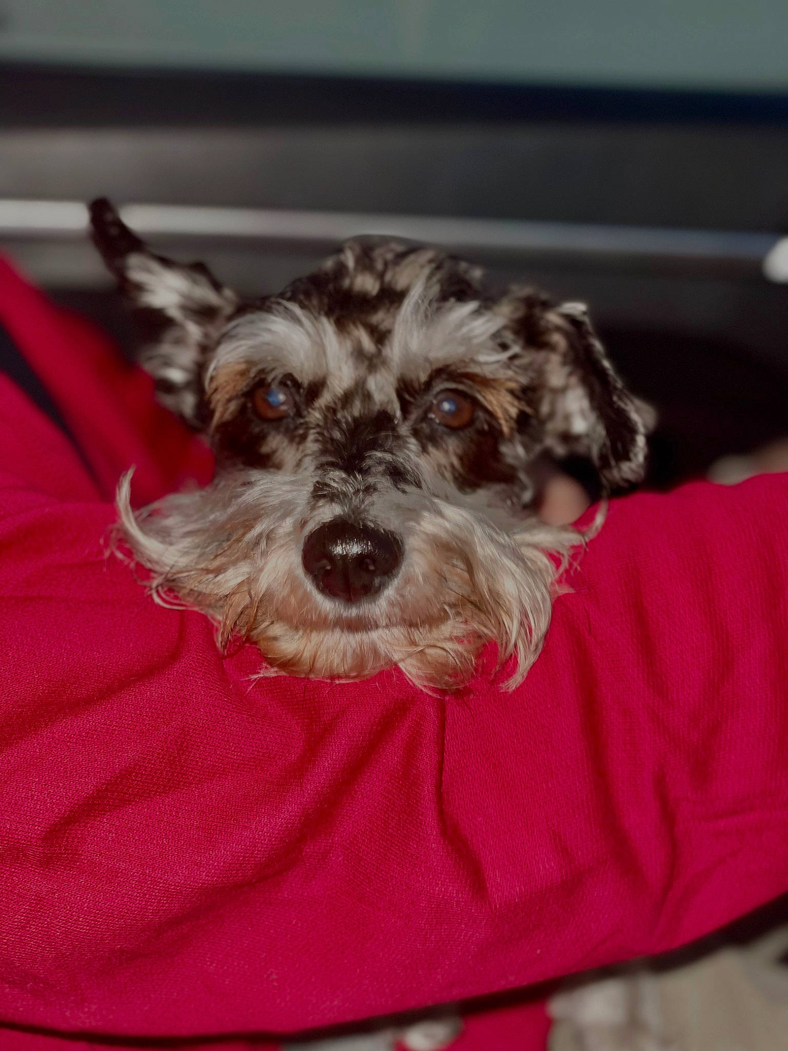 Lady joined the competition — help win amazing prizes! canidae, carnivore, companion_dog, dog, dog_breed, dog_collar, dog_supply, fashion_accessory, linens, metal, non_sporting_group, puppy, schnauzer, small_terrier, sporting_group, standard_schnauzer, terrier, toy_dog, water_dog, working_animal