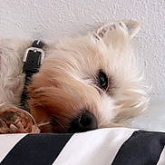 Charly a rejoint le concours — aidez-le/la à gagner de superbes lots ! dog, sleeping, close_up, fluffy, collar, paw, nose, indoor, resting, pet, white, black_and_white_pillow, furry, calm, texture, wall, cozy, cute, animal, companion