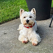 Poppy a rejoint le concours — aidez-le/la à gagner de superbes lots ! dog, white_dog, pet, outdoor, grass, plant_pot, collar, concrete, lying_down, fluffy, small_dog, ears_up, attentive, canine, animal, nature, daylight, cute, companion, quiet