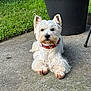 dog, white_dog, pet, outdoor, grass, plant_pot, collar, concrete, lying_down, fluffy, small_dog, ears_up, attentive, canine, animal, nature, daylight, cute, companion, quiet