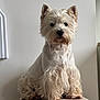 Poppy participe au concours pour gagner de l'argent avec cette photo : dog, white_dog, fluffy, pet, animal, sitting, indoor, portrait, fur, cute, small_dog, west_highland_white_terrier, calm, looking_at_camera, texture, beige, wall, domestic_animal, companion, adorable
