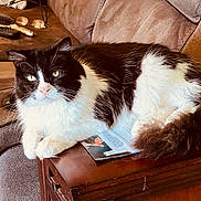 Tom joined the competition — help win amazing prizes! black_and_white, carpet, cat, close_up, couch, eyes, feline, fluffy, fur, glasses, household_items, indoor, living_room, paper, pet, relaxed, remote_control, resting, whiskers, wooden_table