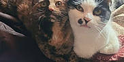 Copper And Mammy is registered to the contest to win money with this photo: cat, cats, tortoiseshell_cat, black_and_white_cat, pets, animal, feline, bed, blanket, cozy, indoor, fur, whiskers, cute, resting, companion, curious, closeup, domestic_animal, cute_animals