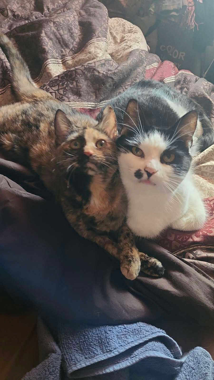 Copper And Mammy