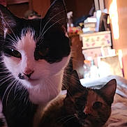 Copper And Mammy joined the competition — help win amazing prizes! cat, black_and_white_cat, tortoiseshell_cat, indoor, bed, blanket, cozy, pet, animal, feline, whiskers, ears, fur, resting, closeup, curious, domestic, room, soft_light, household