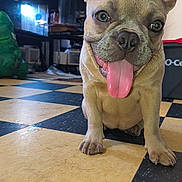 Penney joined the competition — help win amazing prizes! dog, french_bulldog, puppy, tongue_out, indoor, checkered_floor, ears_up, pet, animal, floor, happy, cute, smiling, young_dog, canine, domestic_animal, close_up, looking_at_camera, playful, household