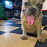 dog, french_bulldog, puppy, tongue_out, indoor, checkered_floor, ears_up, pet, animal, floor, happy, cute, smiling, young_dog, canine, domestic_animal, close_up, looking_at_camera, playful, household