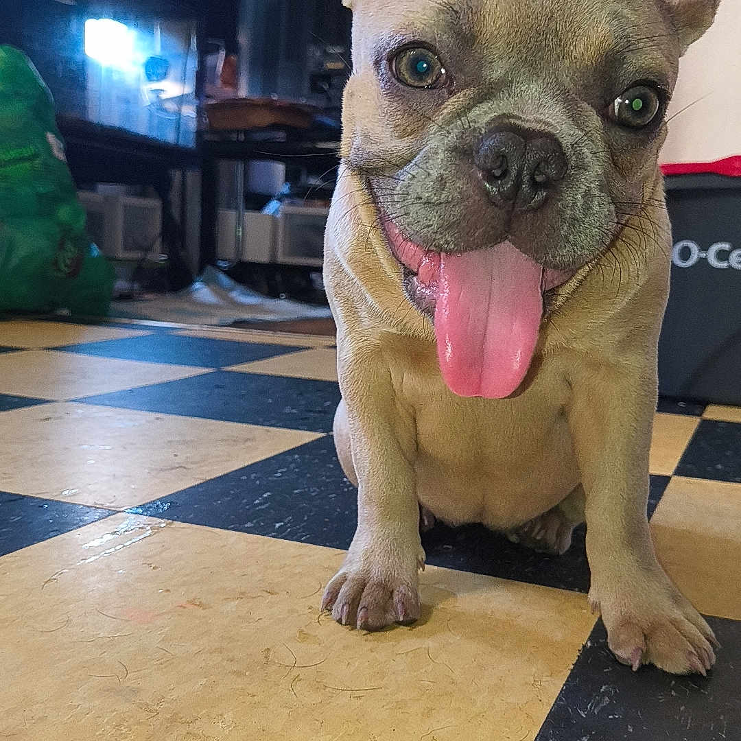 Penney joined the competition — help win amazing prizes! dog, french_bulldog, puppy, tongue_out, indoor, checkered_floor, ears_up, pet, animal, floor, happy, cute, smiling, young_dog, canine, domestic_animal, close_up, looking_at_camera, playful, household