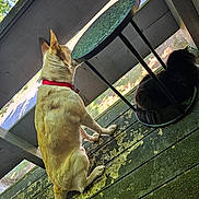 Mugzy is registered to the contest to win money with this photo: dog, cat, porch, table, outdoor, pet, animal, collar, wood, green, furniture, resting, nature, tree, sunlight, shadow, side_view, domestic, companions, relaxing