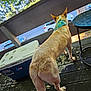 Mugzy joined the competition — help win amazing prizes! dog, bandana, balcony, wooden_floor, outdoor, trees, cars, vehicle, pet, canine, daylight, looking_away, guard, nature, parking_lot, fence, tail, standing, animal, watching
