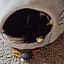 Goon is registered to the contest to win money with this photo: cat, cat_bed, plush, carpet, paw, toy, black_cat, indoor, cozy, pet, animal, soft, cute, sleeping, feline, home, relaxing, whiskers, comfy, resting