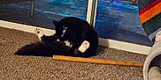 Goon joined the competition — help win amazing prizes! cat, black_and_white, grooming, carpet, indoor, sliding_door, string_lights, reflection, toy, wooden_stick, cozy, playful, pet, animal, feline, home, night, colorful_lights, floor, relaxing