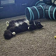 Goon joined the competition — help win amazing prizes! cat, black_and_white, fluffy, carpet, indoor, relaxed, pet_toy, cat_tunnel, feline, lying_down, cozy, home, animal, whiskers, paws, tail, fur, resting, cute, domestic