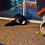 Goon joined the competition — help win amazing prizes! cat, black_and_white_cat, carpet, sliding_glass_door, string_lights, cat_toys, cat_bed, blanket, indoor, pet, furniture, relaxed_pose, colorful_lights, floor, home, cozy, animal, whiskers, tail, night