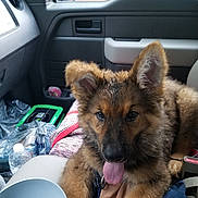 Jett joined the competition — help win amazing prizes! dog, puppy, german_shepherd, car_interior, water_bottle, bowl, seat, window, door, plastic_bag, blanket, tongue_out, fur, animal, pet, young_dog, leash, seatbelt, side_mirror, road_trip