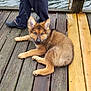 Jett is registered to the contest to win money with this photo: puppy, dog, german_shepherd, leash, wooden_dock, water, person, pants, crocs, outdoor, pet, animal, curious, brown_fur, young_dog, resting, summer, daylight, nature, footwear