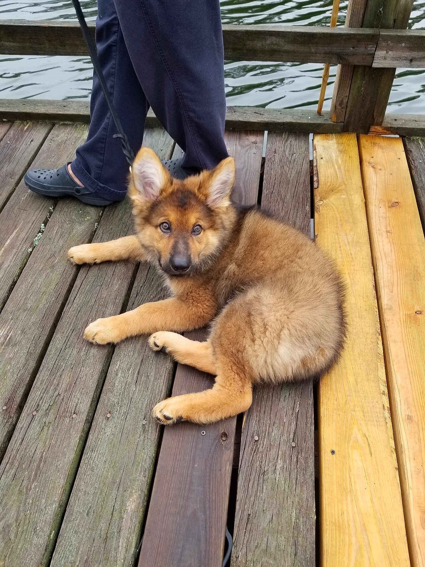 Jett is registered to the contest to win money with this photo: puppy, dog, german_shepherd, leash, wooden_dock, water, person, pants, crocs, outdoor, pet, animal, curious, brown_fur, young_dog, resting, summer, daylight, nature, footwear
