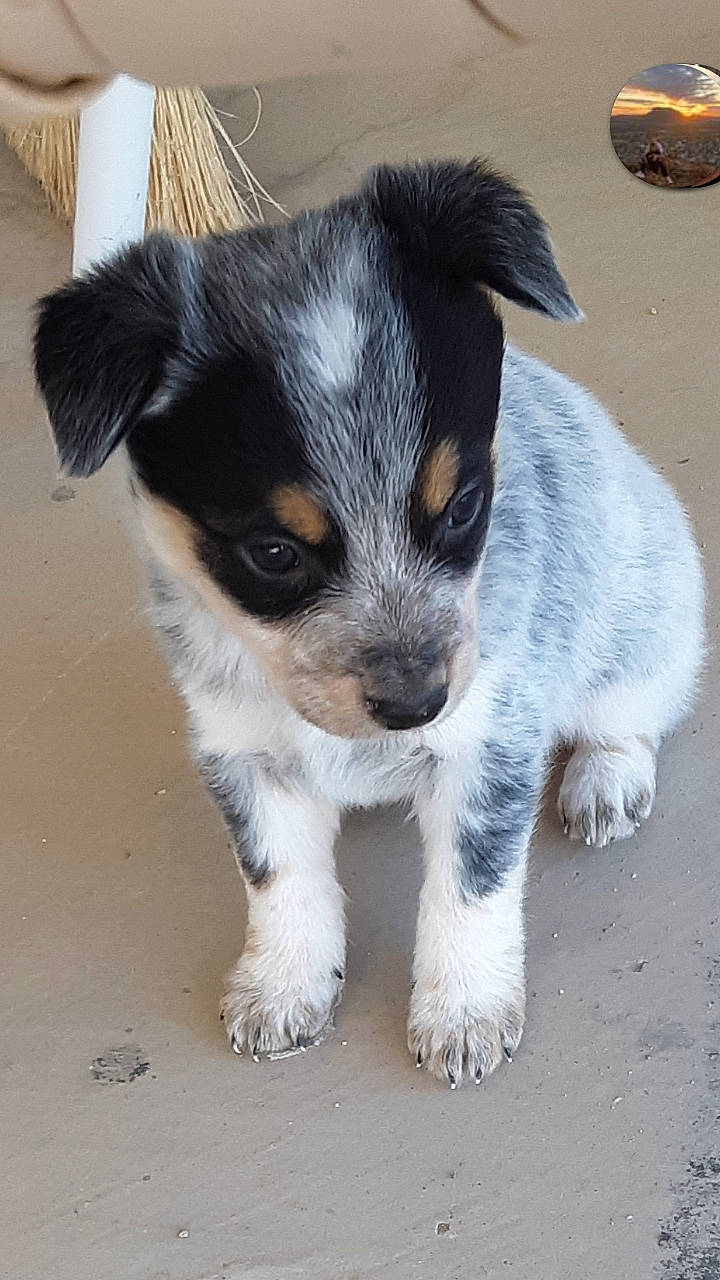 Fin joined the competition — help win amazing prizes! canidae, carnivore, companion_dog, dog, dog_breed, fox_terrier, mammal, miniature_fox_terrier, puppy, rare_breed_dog, snout, sporting_group, street_dog, texas_heeler, vertebrate