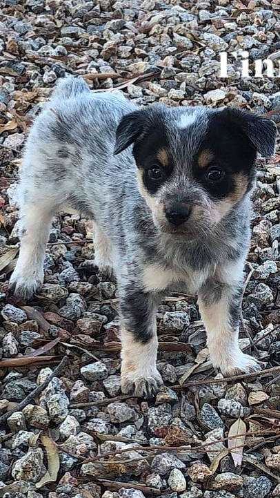 Fin joined the competition — help win amazing prizes! australian_cattle_dog, canidae, carnivore, companion_dog, dog, dog_breed, mammal, puppy, rare_breed_dog, sporting_group, texas_heeler