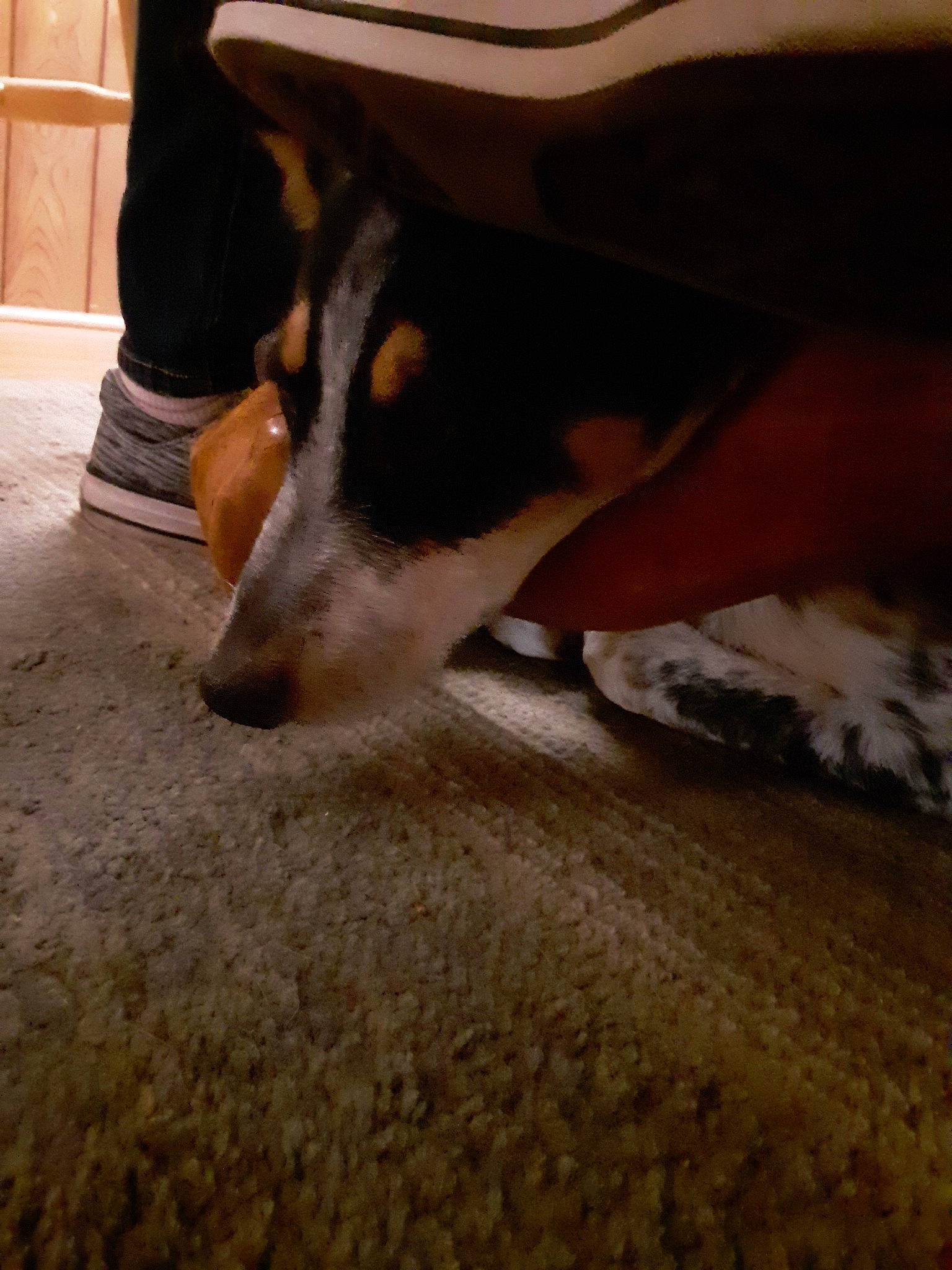 Fin is registered to the contest to win money with this photo: canidae, carnivore, dog, dog_breed, smooth_collie, smooth_fox_terrier, snout, whiskers