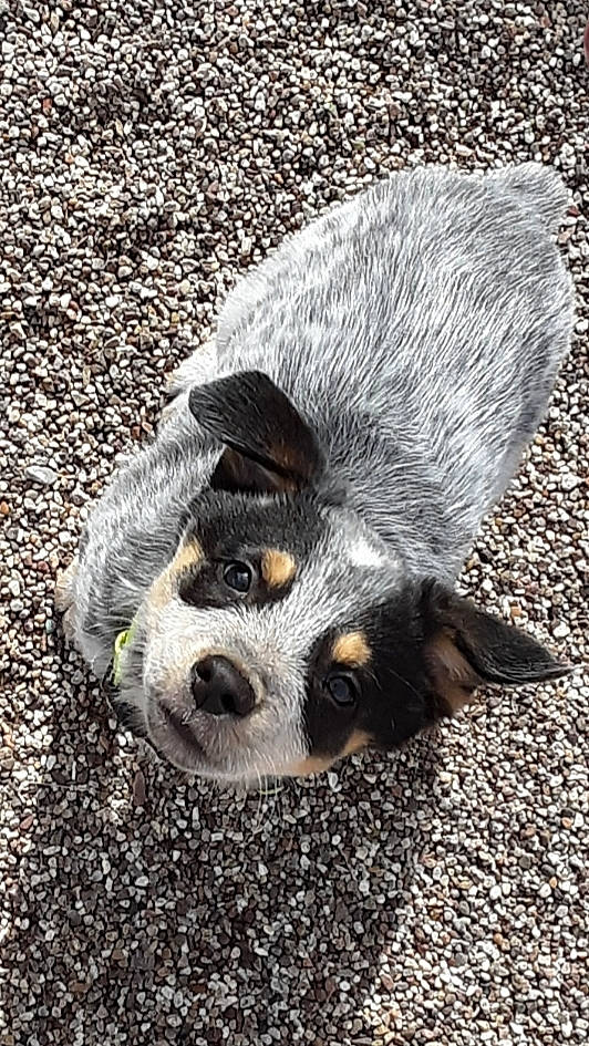 Fin joined the competition — help win amazing prizes! australian_cattle_dog, australian_stumpy_tail_cattle_dog, canidae, carnivore, companion_dog, dog, dog_breed, mammal, puppy, snout, sporting_group, texas_heeler, vertebrate, working_dog