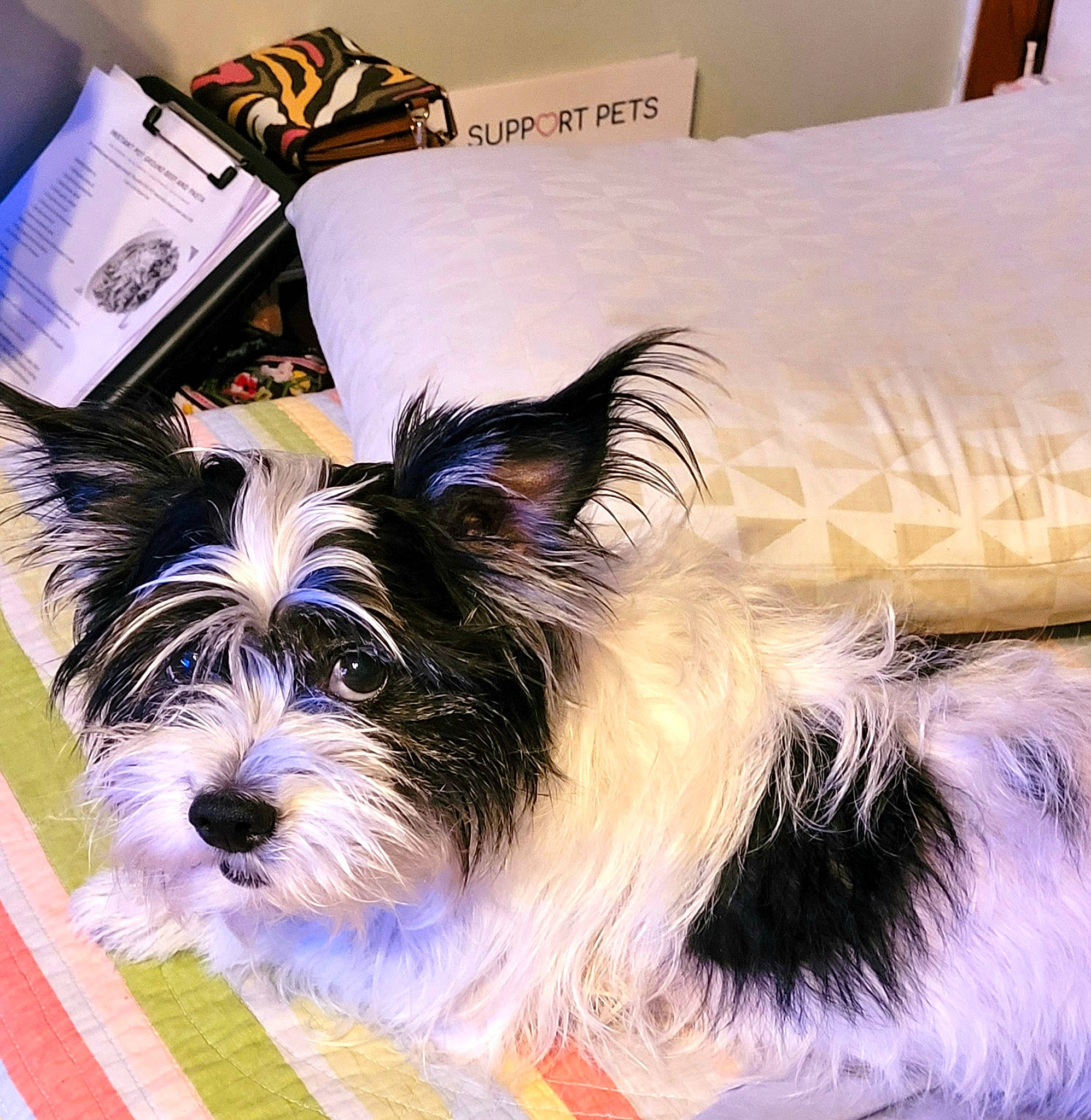 Beast joined the competition — help win amazing prizes! art, biewer_terrier, canidae, carnivore, collar, companion_dog, dog, dog_breed, dog_supply, liver, non_sporting_group, pet_supply, small_terrier, sporting_group, tail, terrier, toy_dog, working_animal