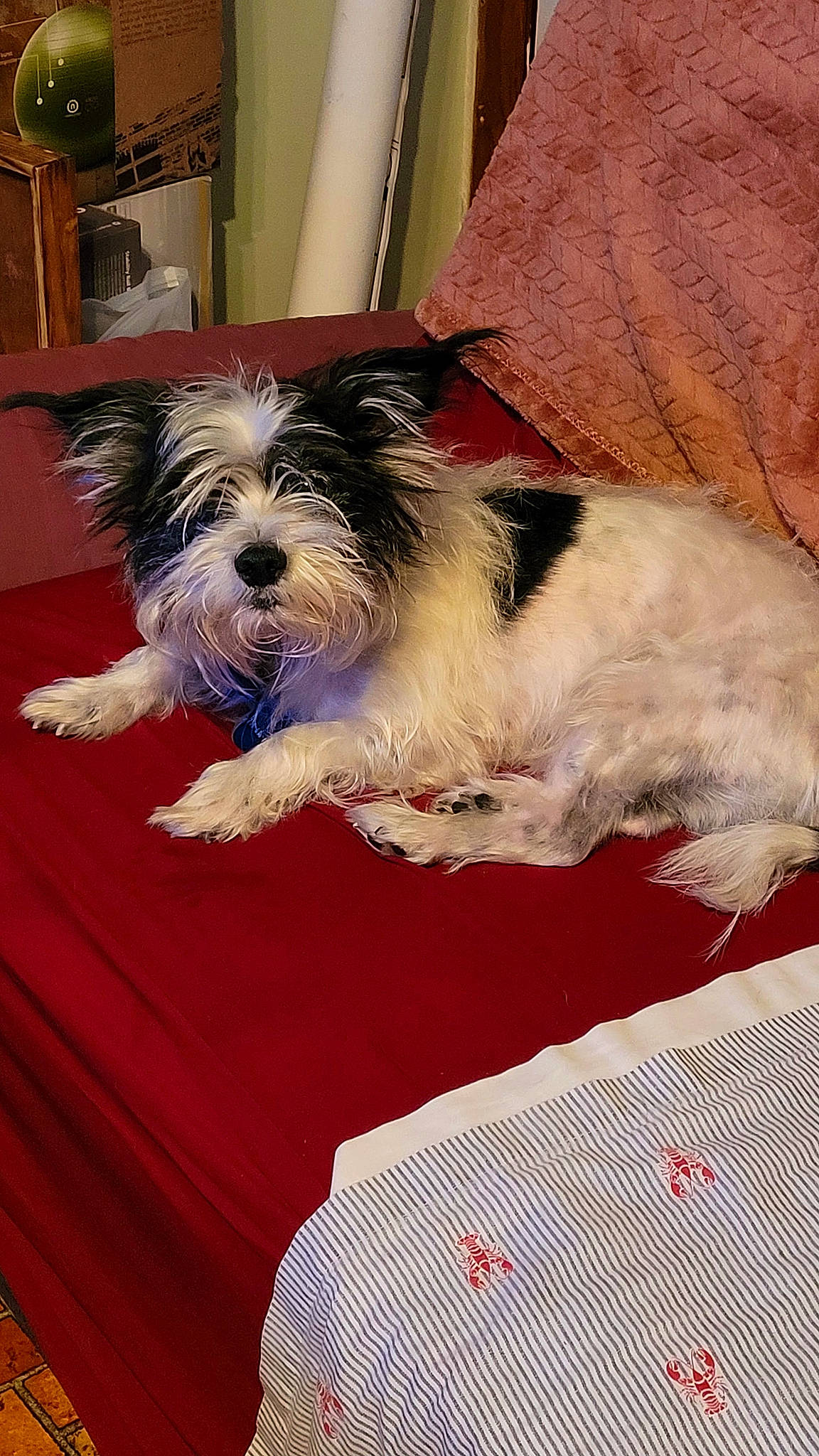 Beast is registered to the contest to win money with this photo: biewer_terrier, canidae, carnivore, companion_dog, dog, dog_breed, dog_supply, flooring, fur, liver, maltepoo, non_sporting_group, small_terrier, sporting_group, terrier, toy_dog, wood, working_animal, working_dog