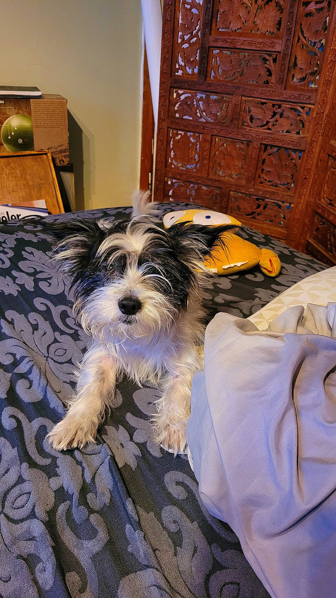 Beast is registered to the contest to win money with this photo: canidae, carnivore, comfort, companion_dog, dog, dog_breed, dog_supply, door, flooring, fur, maltepoo, schnauzer, small_terrier, snout, sporting_group, terrier, toy_dog, water_dog, wood, working_animal