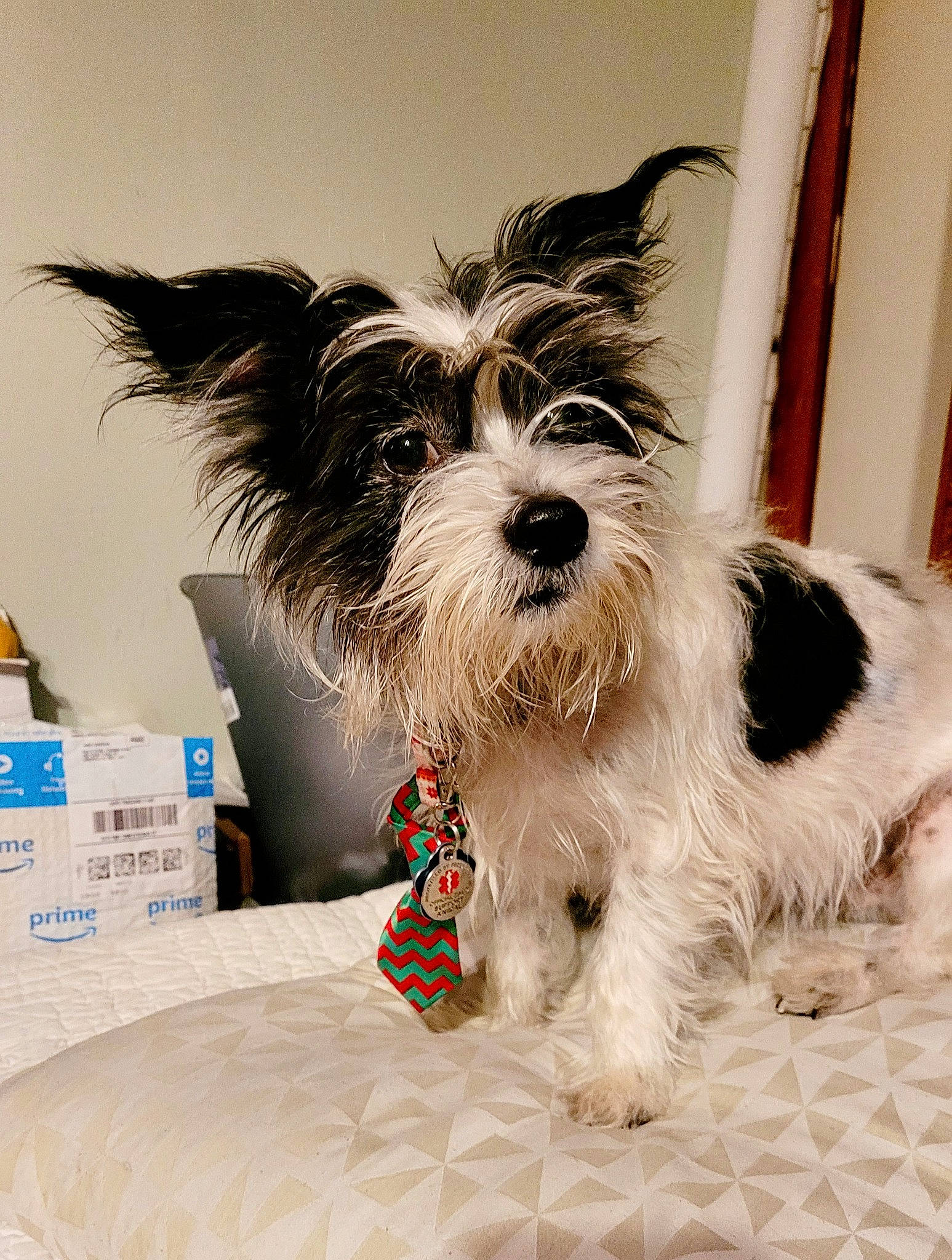 Beast joined the competition — help win amazing prizes! biewer_terrier, canidae, carnivore, collar, comfort, companion_dog, dog, dog_breed, dog_collar, dog_supply, fur, love, pattern, pet_supply, small_terrier, snout, sporting_group, terrier, toy_dog, working_animal