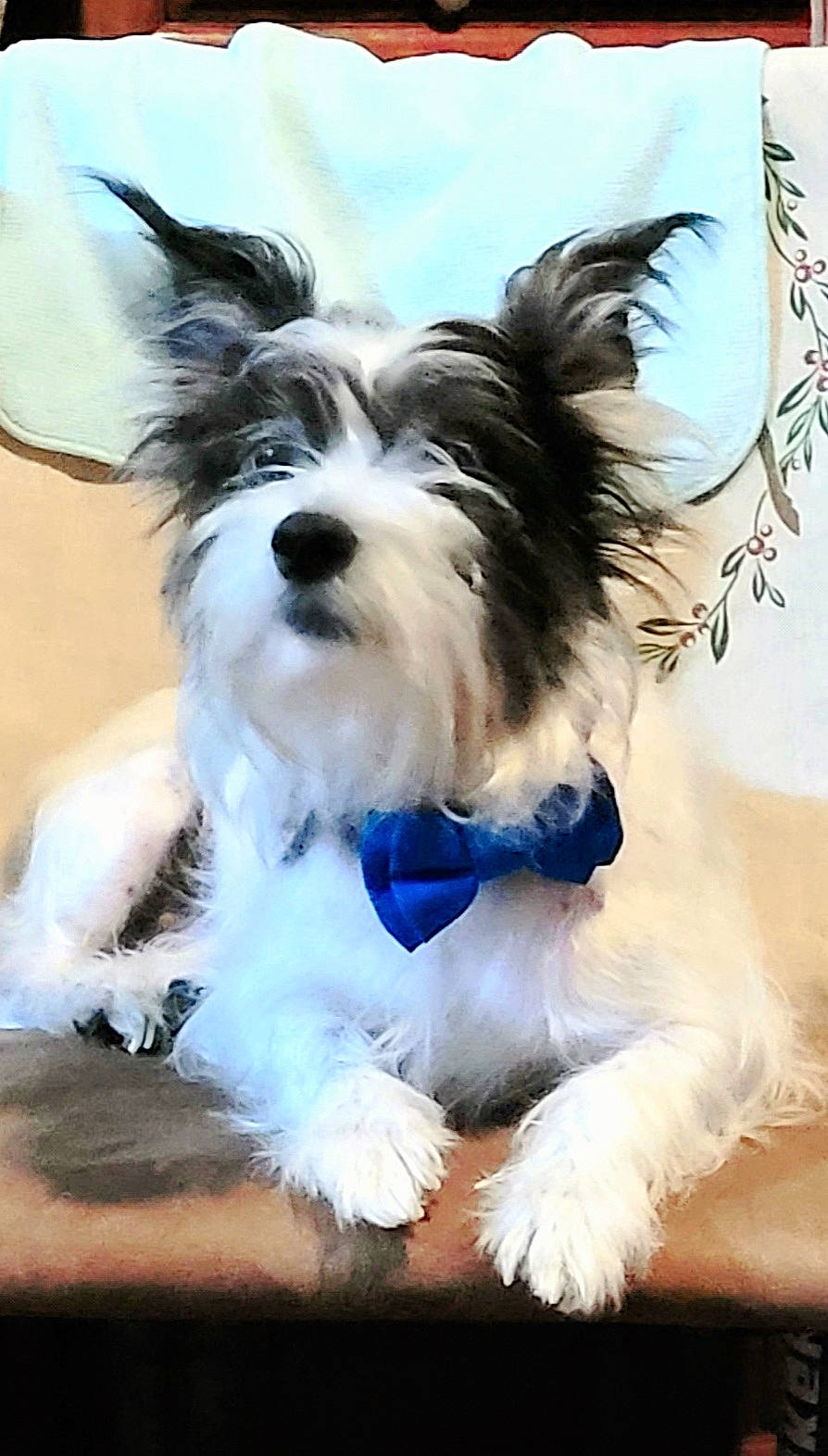 Beast is registered to the contest to win money with this photo: biewer_terrier, canidae, carnivore, collar, companion_dog, dog, dog_breed, dog_collar, dog_supply, electric_blue, fur, maltepoo, non_sporting_group, small_terrier, snout, sporting_group, tail, terrier, toy_dog, working_animal